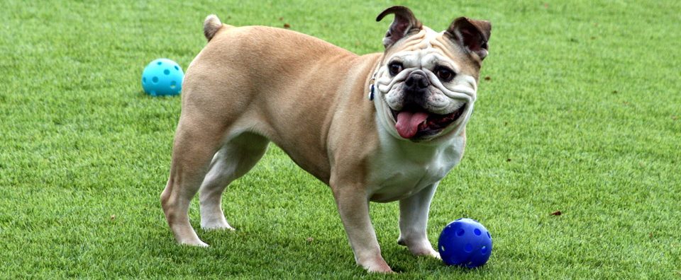 A dog standing on Surface America's DoggyTurf product waiting to play ball