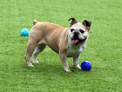 A dog standing by its play ball on Surface America's Doggy Turf