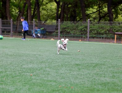 A dog running on Surface America's Doggy Turf