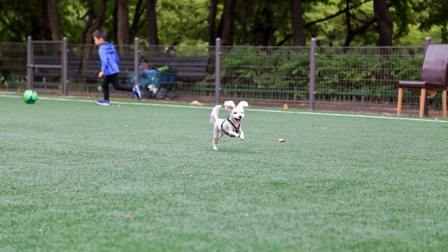 A dog running on Surface America's Doggy Turf