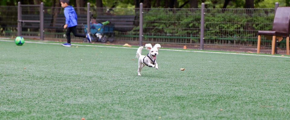 A dog running on Surface America's Doggy Turf