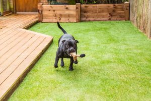 A dog running with a chew toy on Surface America's Doggy Turf