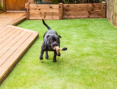 A dog running with a chew toy on Surface America's Doggy Turf