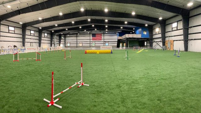 indoor dog sports arena with artificial turf